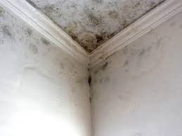 Why You Should Choose Our Mold Remediation Services in North Fond Du Lac, WI